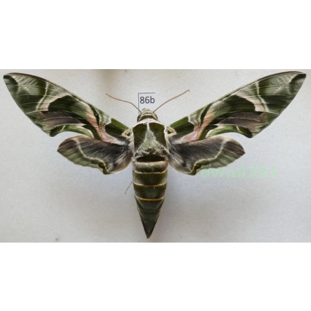 Daphnis nerii (Linnaeus, 1758) Slovakia 102mm86b